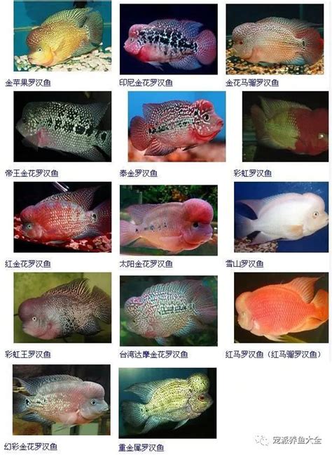 羅漢魚種類